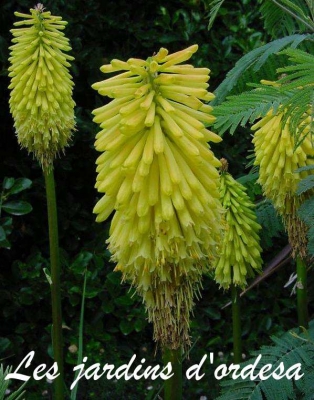 Kniphofia green jade
(syn: tritoma)